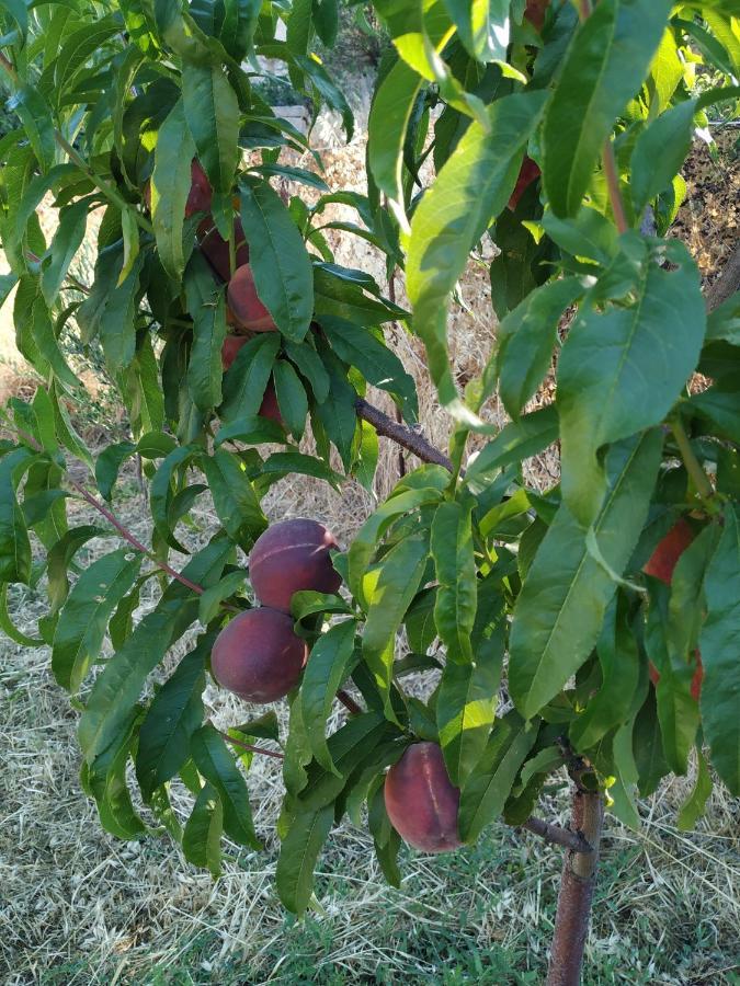 Karidi Xenios Z Rustic Rural Cottage מראה חיצוני תמונה